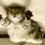 Server favicon of 54.39.125.19:25593